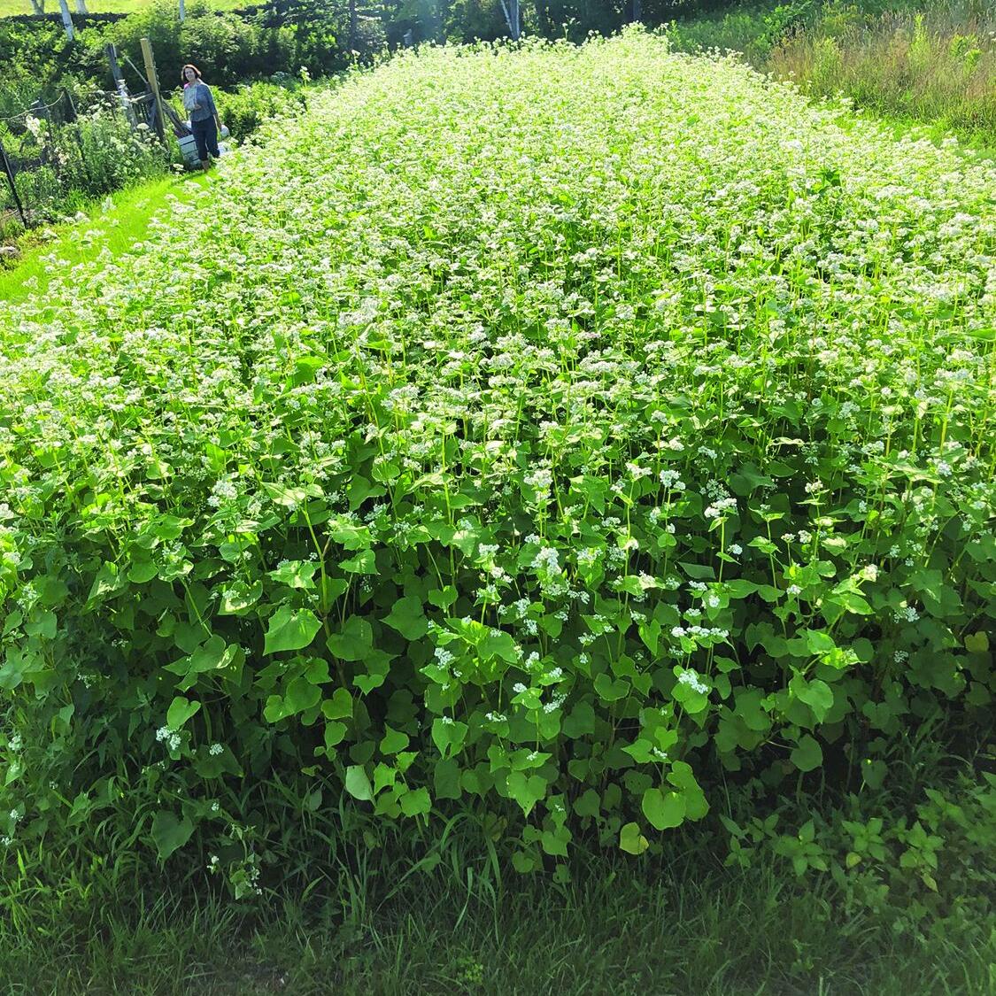 More Thoughts While Weeding: Strategies for a resilient garden